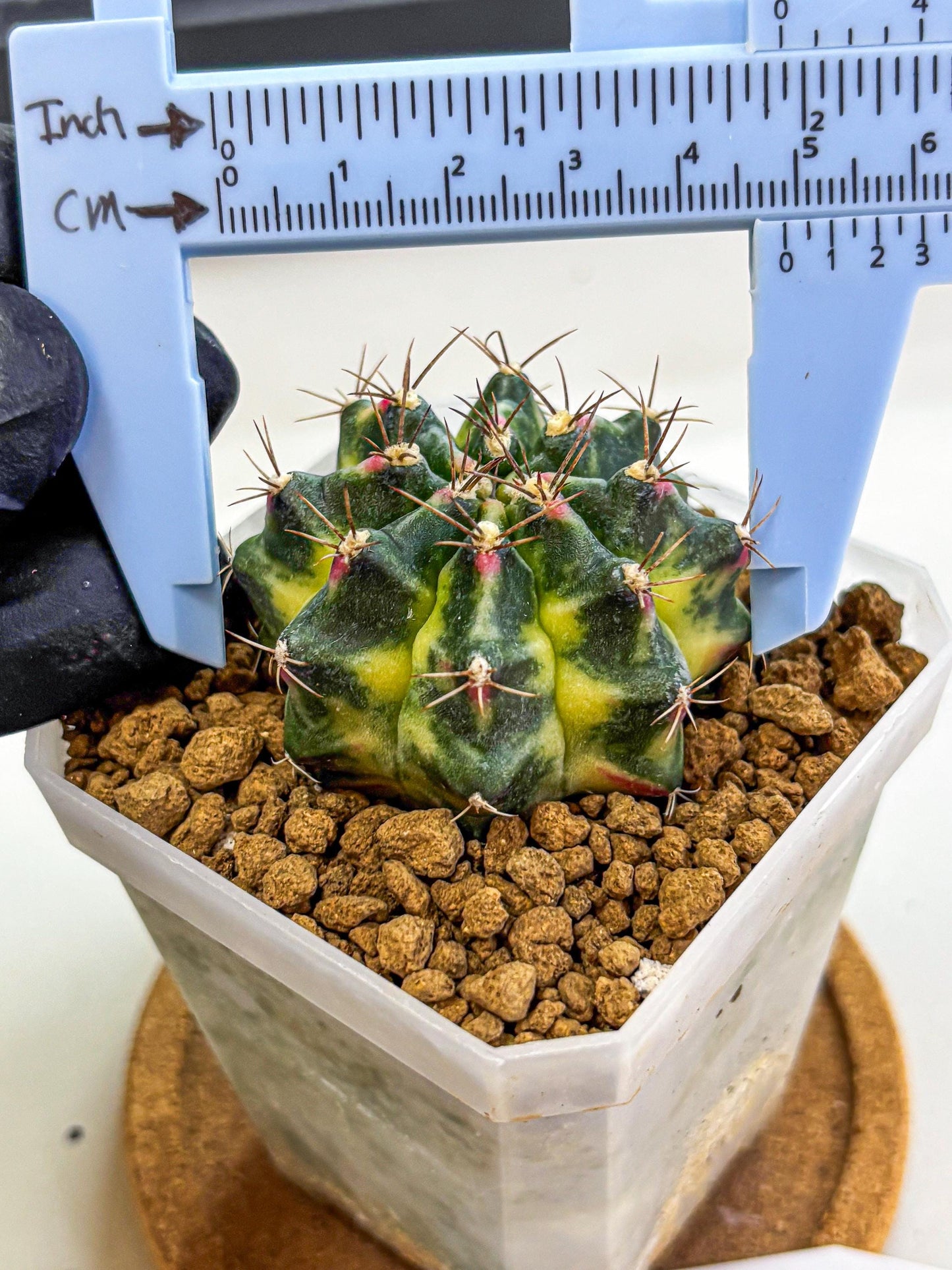 Gymnocalycium Lemonade (gy18) (09) | Collectable Plant