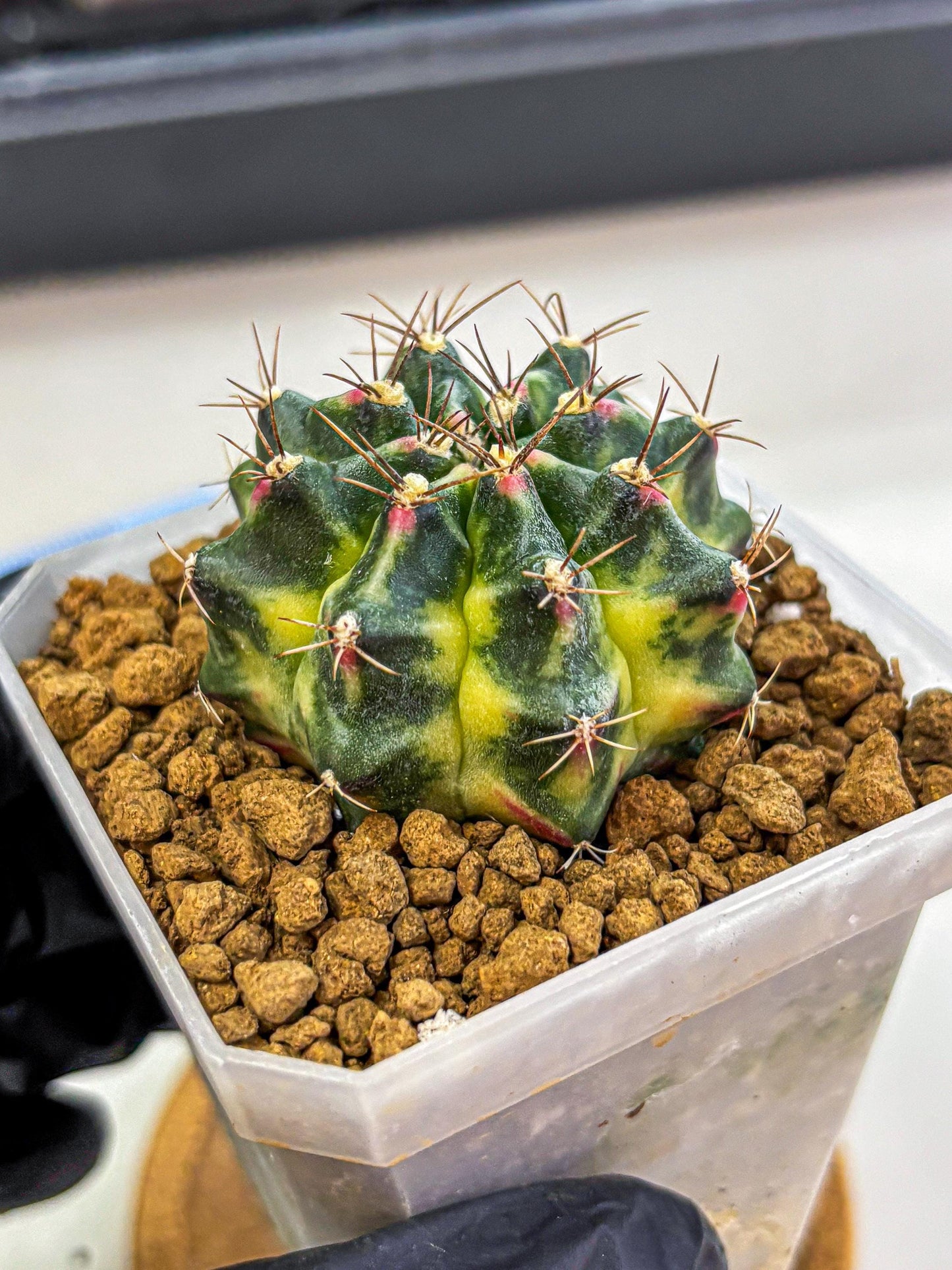 Gymnocalycium Lemonade (gy18) (09) | Collectable Plant