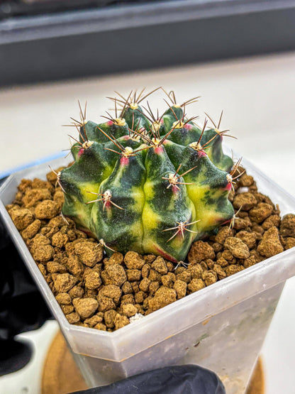 Gymnocalycium Lemonade (gy18) (09) | Collectable Plant