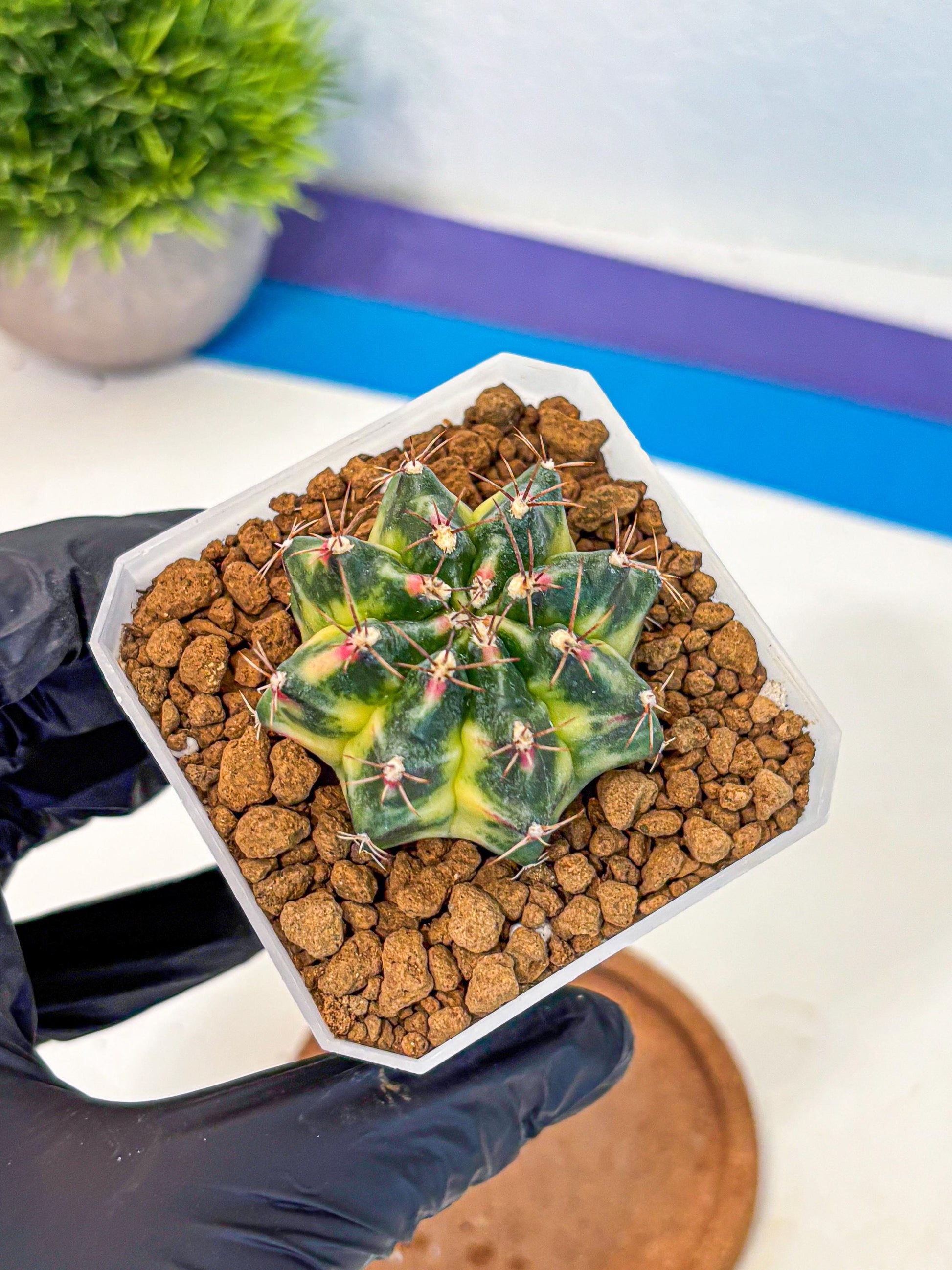 Gymnocalycium Lemonade (gy18) (09) | Collectable Plant