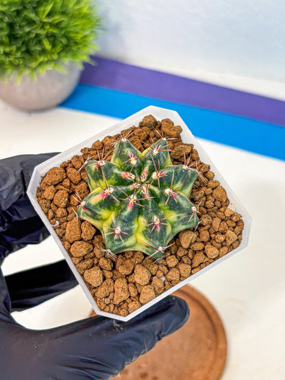 Gymnocalycium Lemonade (gy18) (09) | Collectable Plant