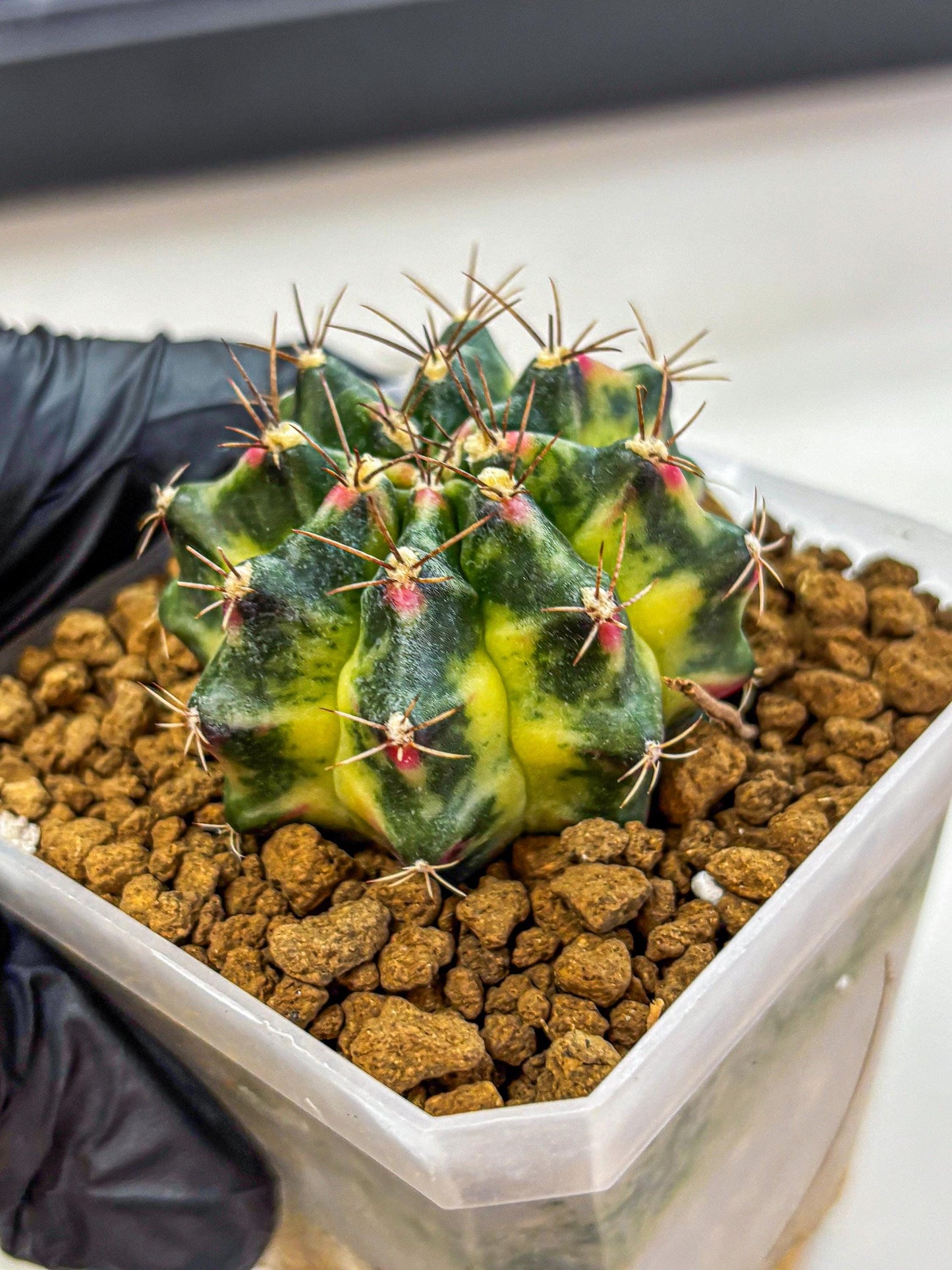 Gymnocalycium Lemonade (gy18) (09) | Collectable Plant