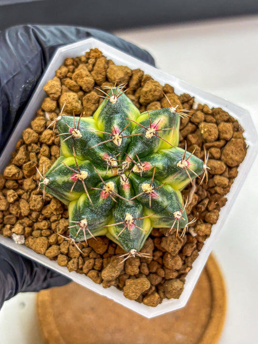 Gymnocalycium Lemonade (gy18) (09) | Collectable Plant