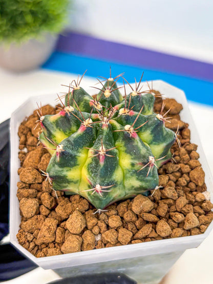 Gymnocalycium Lemonade (gy18) (09) | Collectable Plant