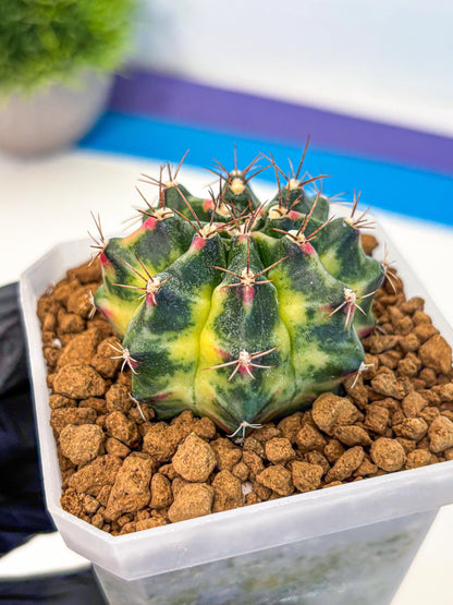 Gymnocalycium Lemonade (gy18) (09) | Collectable Plant