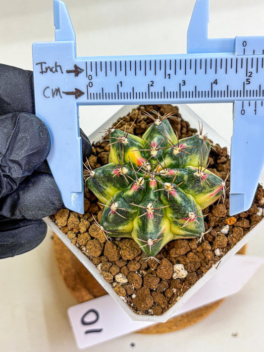 Gymnocalycium Lemonade (gy18) (10) | Collectable Plant