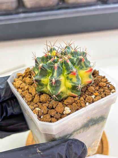 Gymnocalycium Lemonade (gy18) (10) | Collectable Plant
