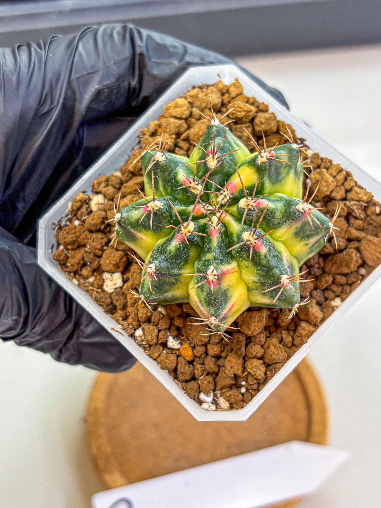 Gymnocalycium Lemonade (gy18) (10) | Collectable Plant