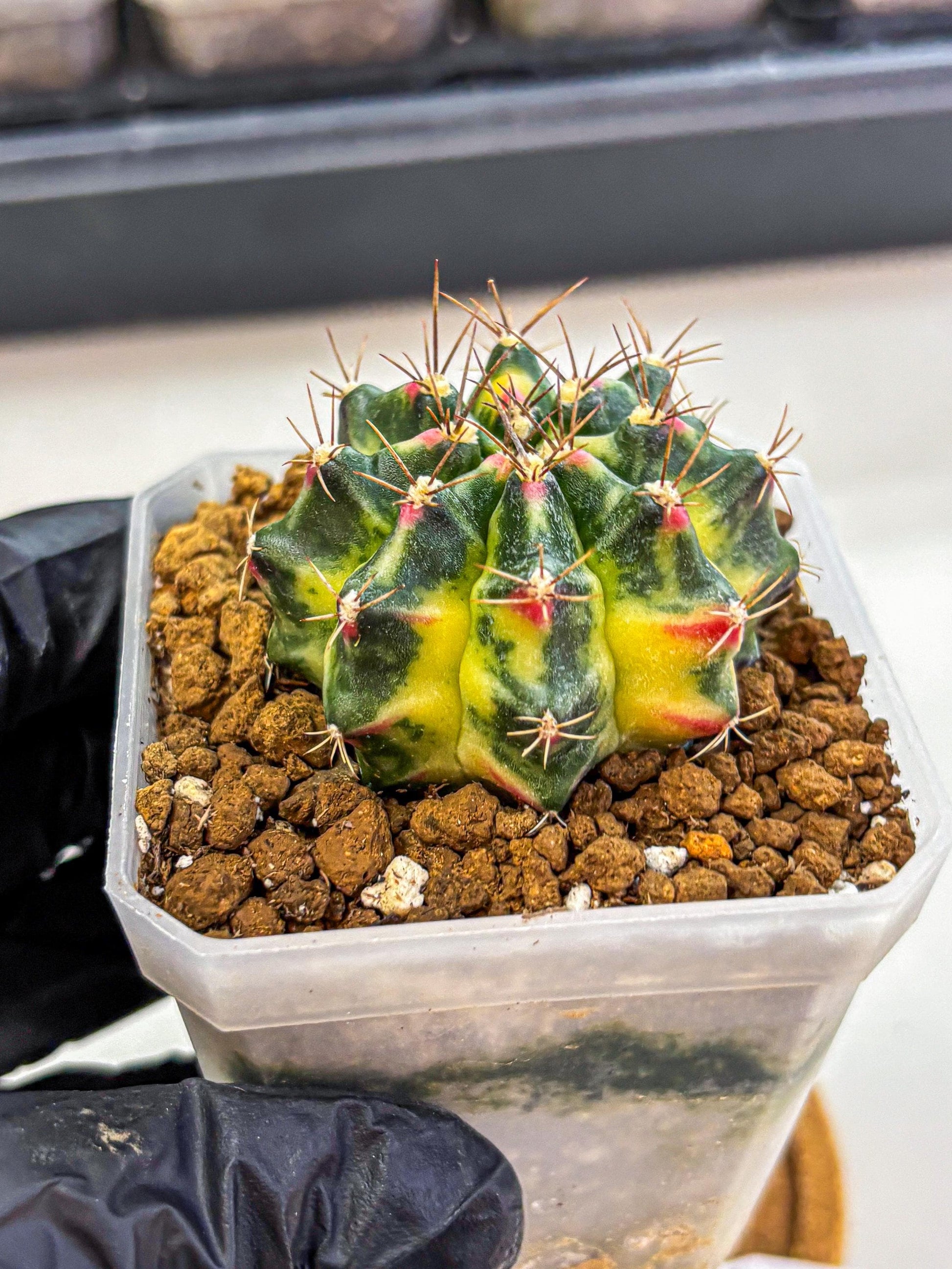 Gymnocalycium Lemonade (gy18) (10) | Collectable Plant