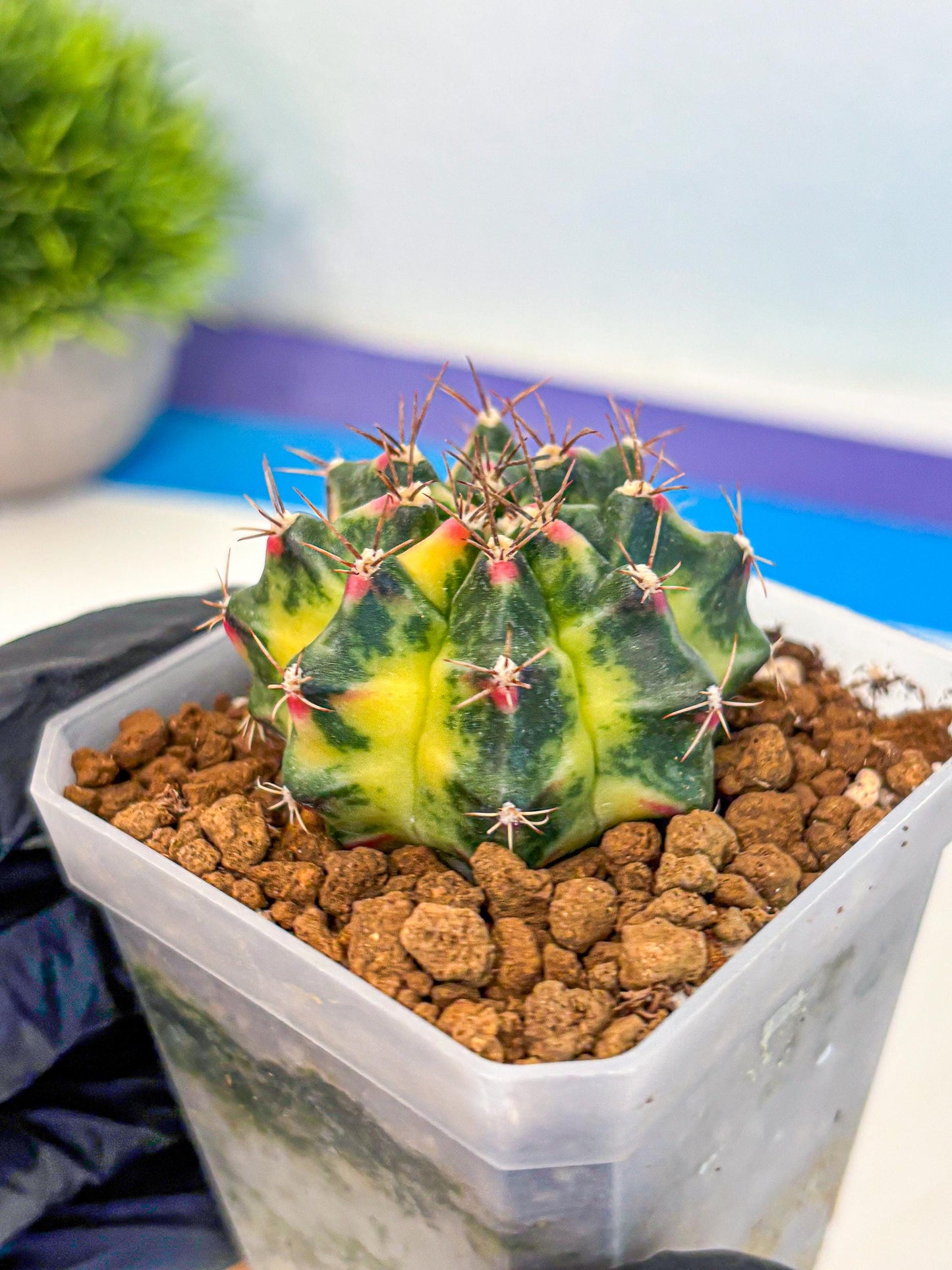 Gymnocalycium Lemonade (gy18) (10) | Collectable Plant
