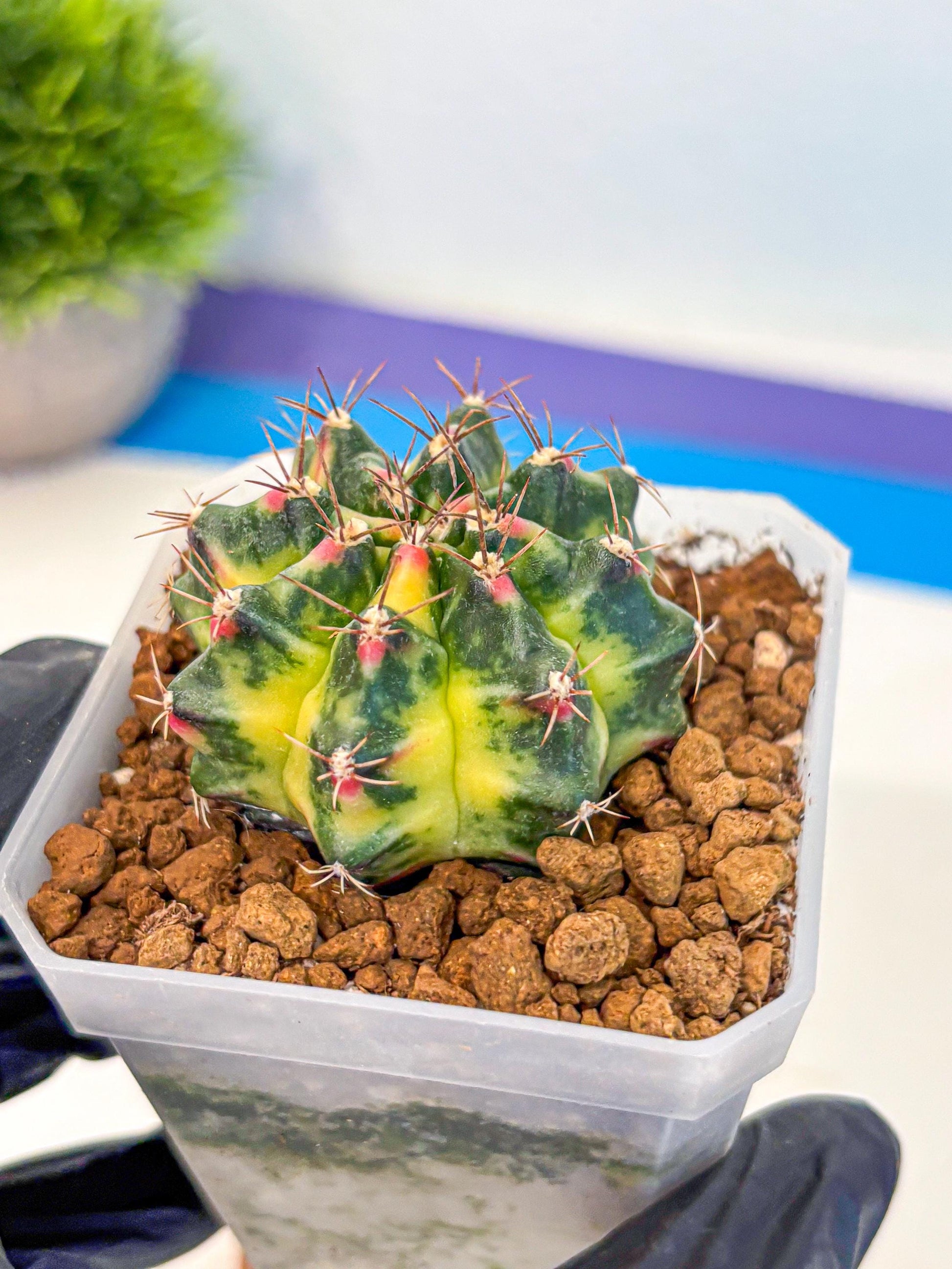 Gymnocalycium Lemonade (gy18) (10) | Collectable Plant
