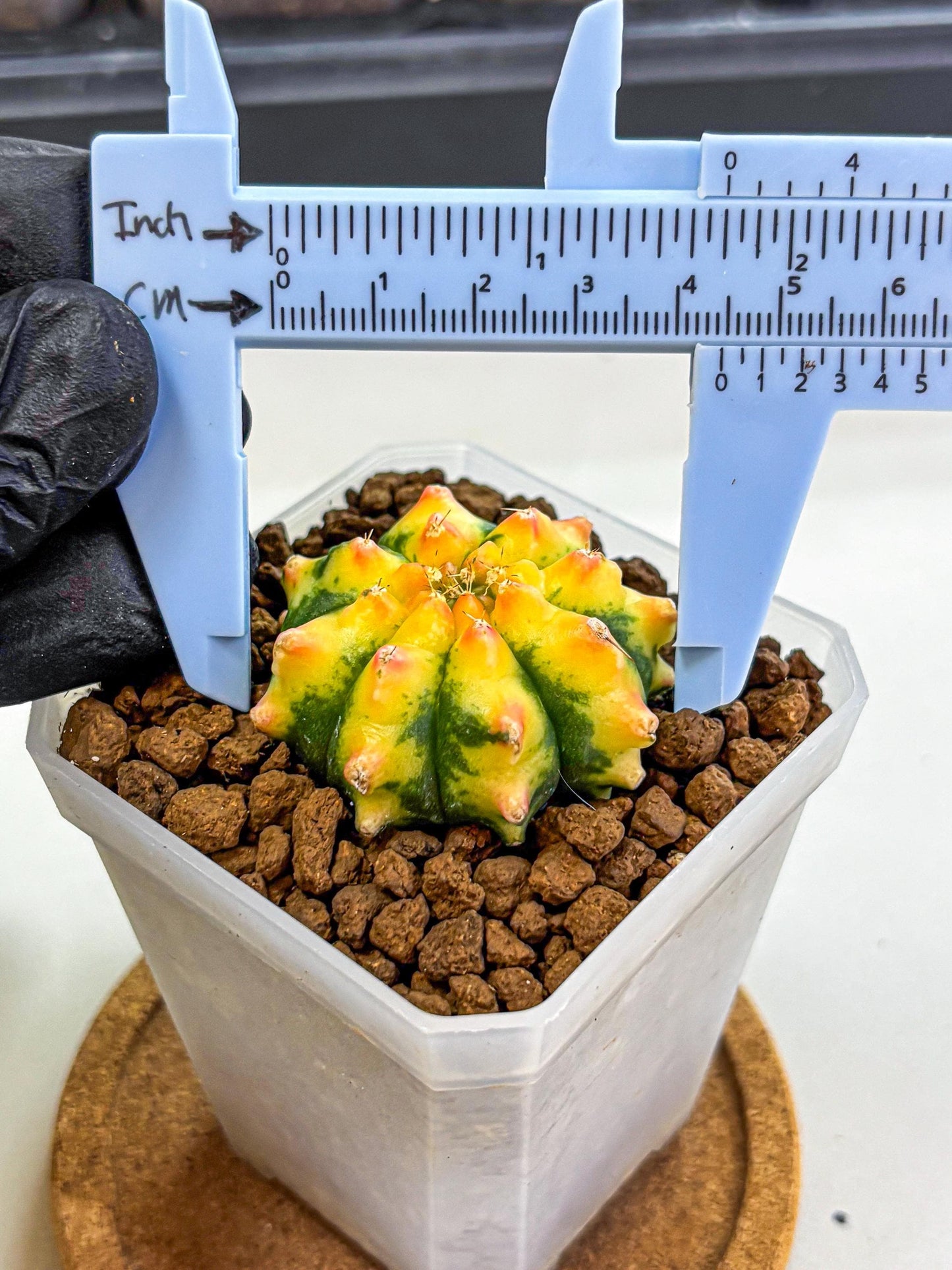 Gymnocalycium Yuzu (gy18) (12) | Collectable Plant