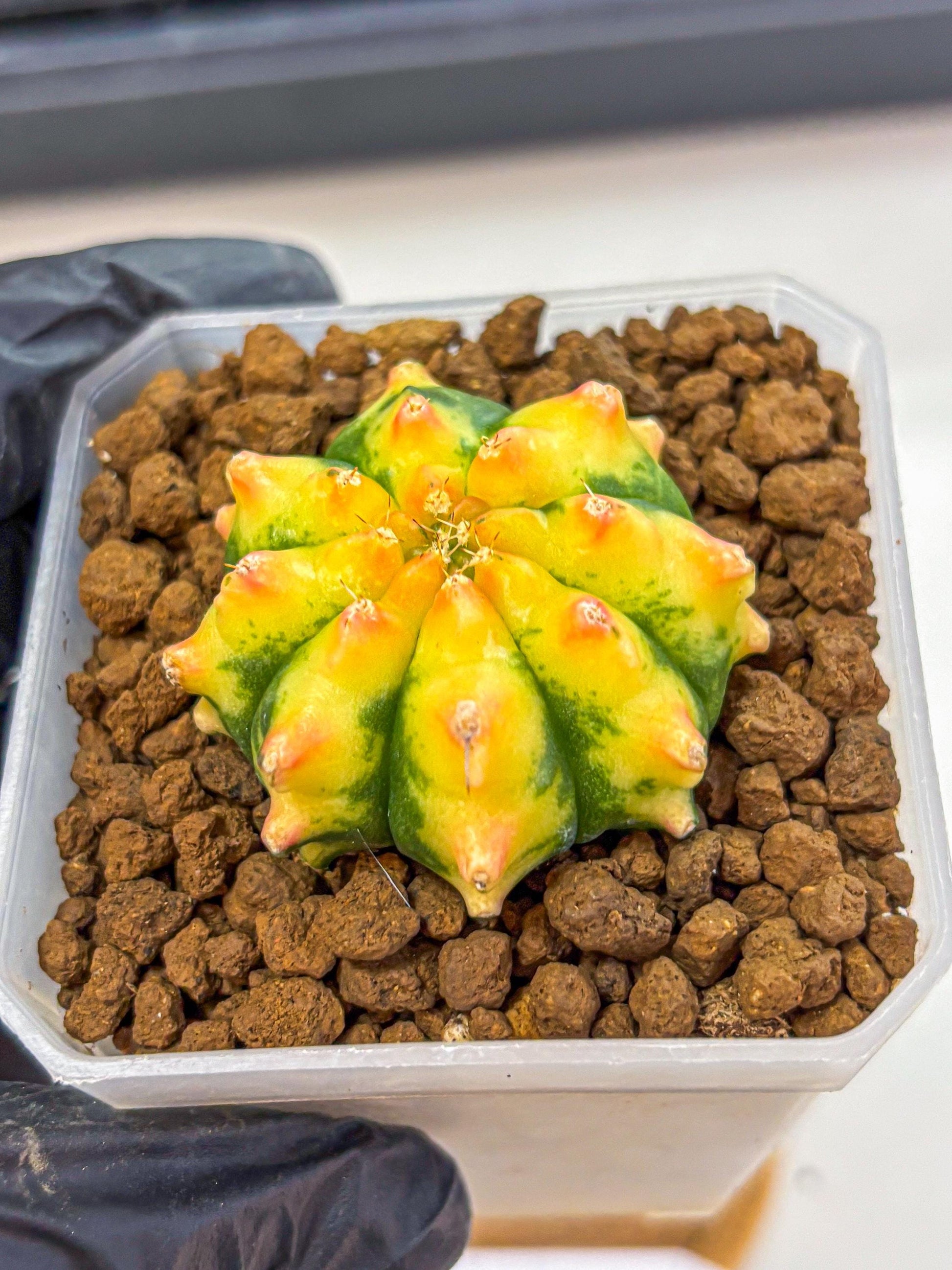 Gymnocalycium Yuzu (gy18) (12) | Collectable Plant