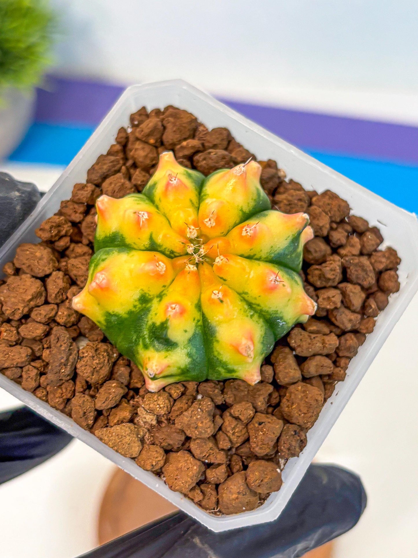 Gymnocalycium Yuzu (gy18) (12) | Collectable Plant