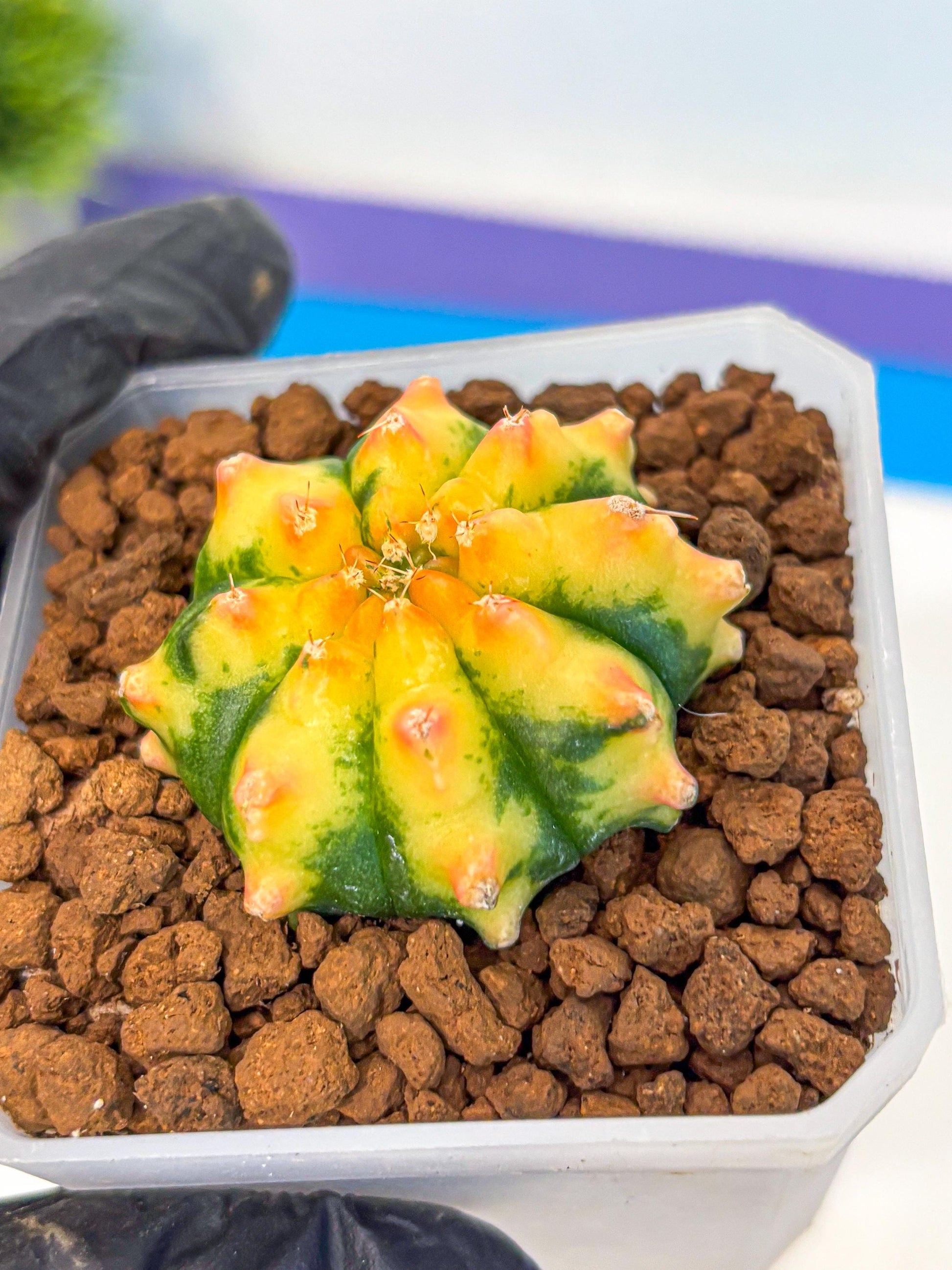 Gymnocalycium Yuzu (gy18) (12) | Collectable Plant