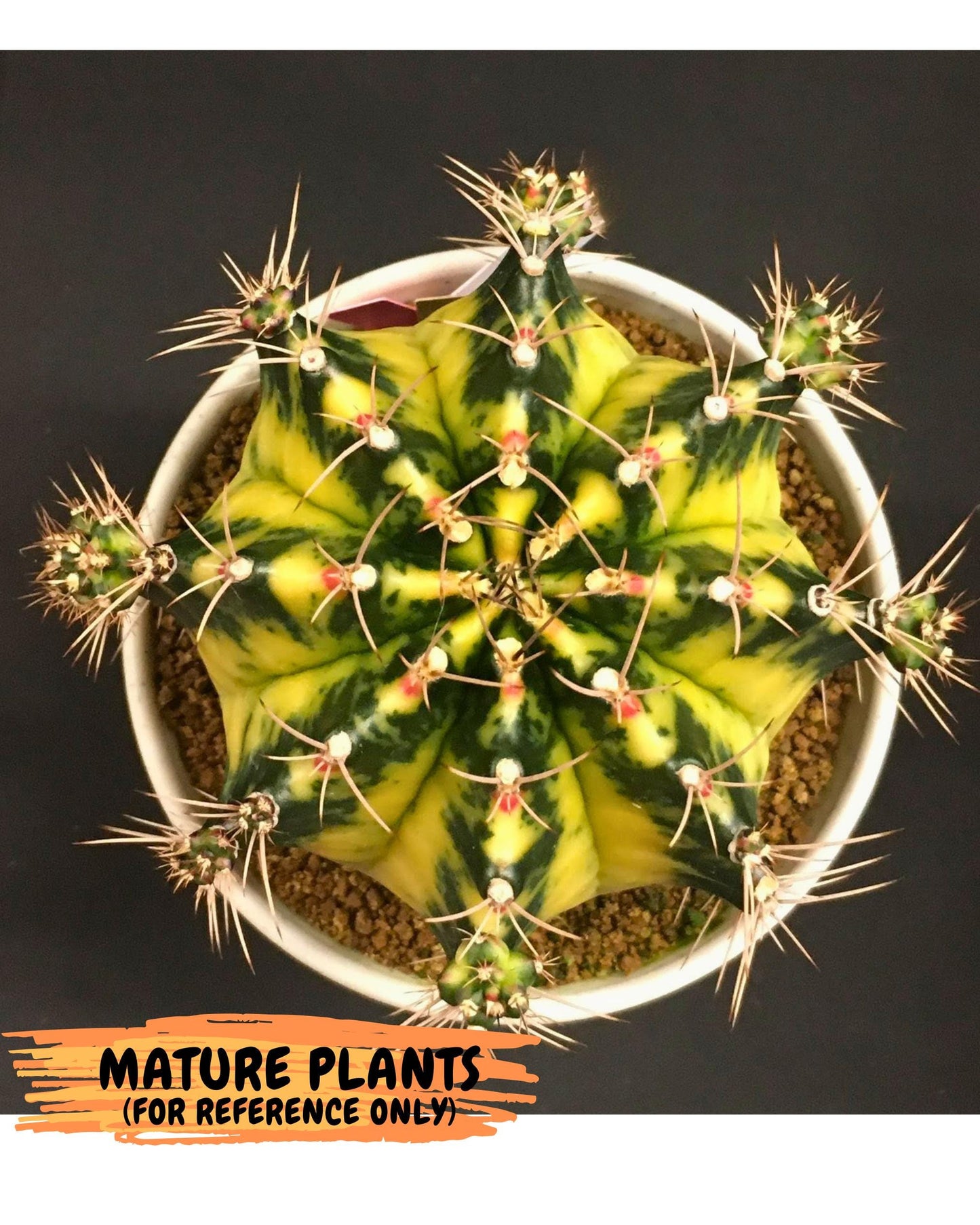 Gymnocalycium Lemonade (gy18) (09) | Collectable Plant