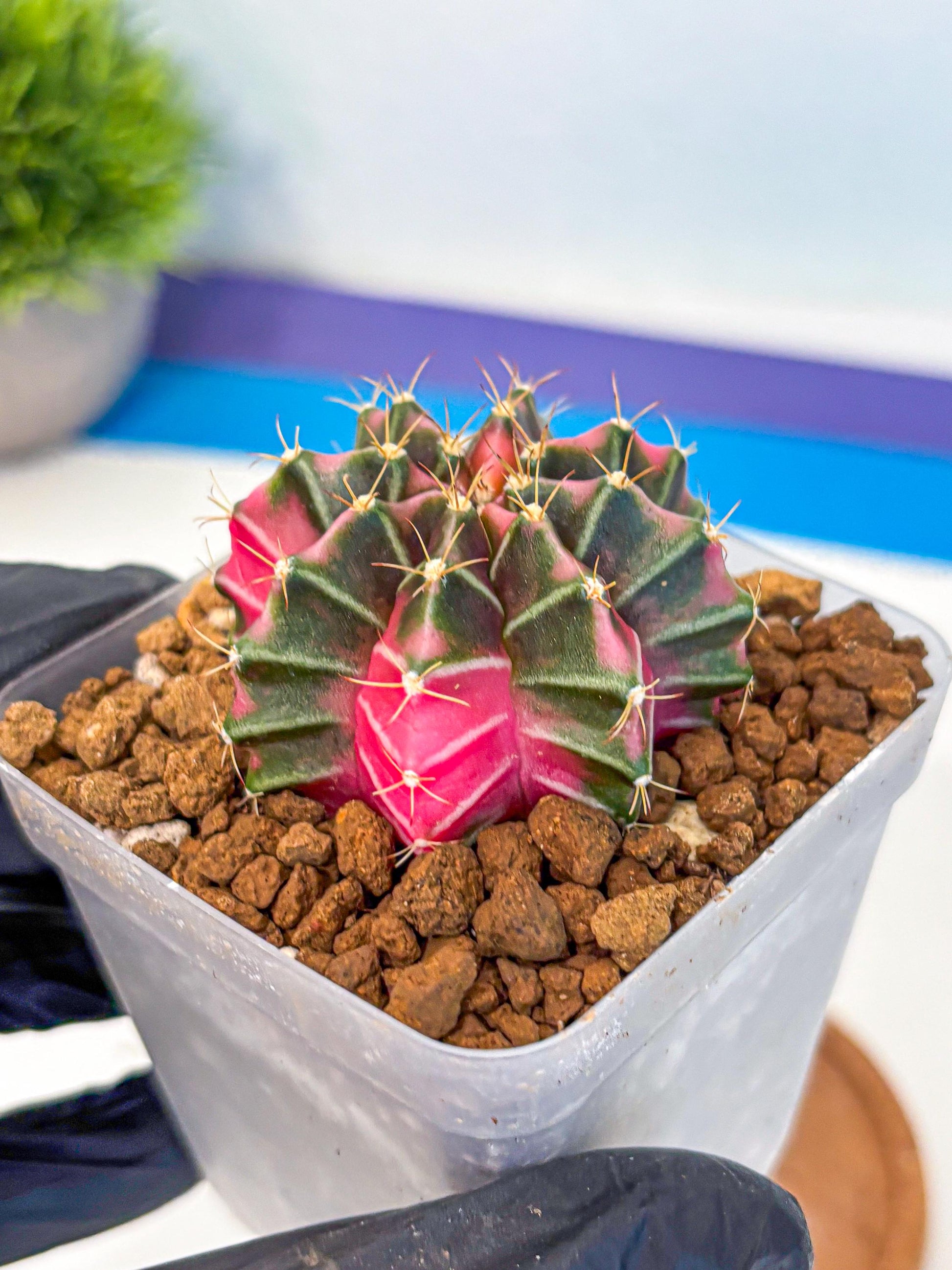 Gymnocalycium Pink Lullaby (gy18) (13) | Collectable Plant
