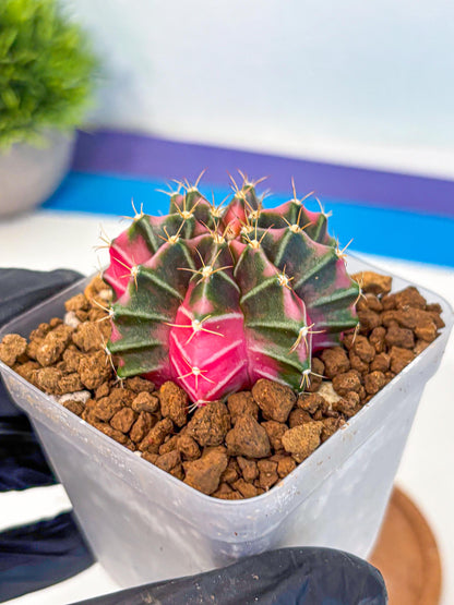Gymnocalycium Pink Lullaby (gy18) (13) | Collectable Plant