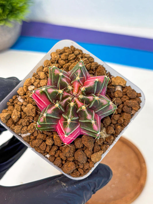 Gymnocalycium Pink Lullaby (gy18) (13) | Collectable Plant