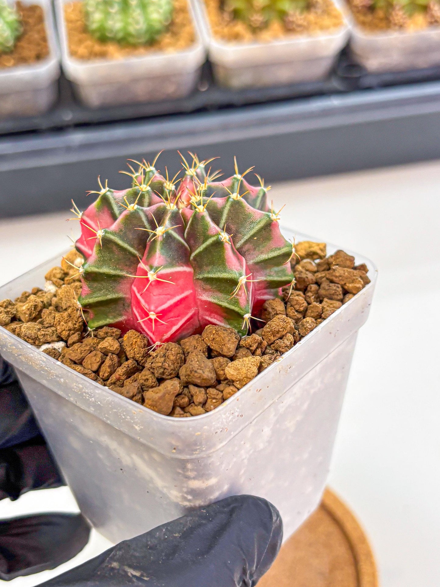 Gymnocalycium Pink Lullaby (gy18) (13) | Collectable Plant