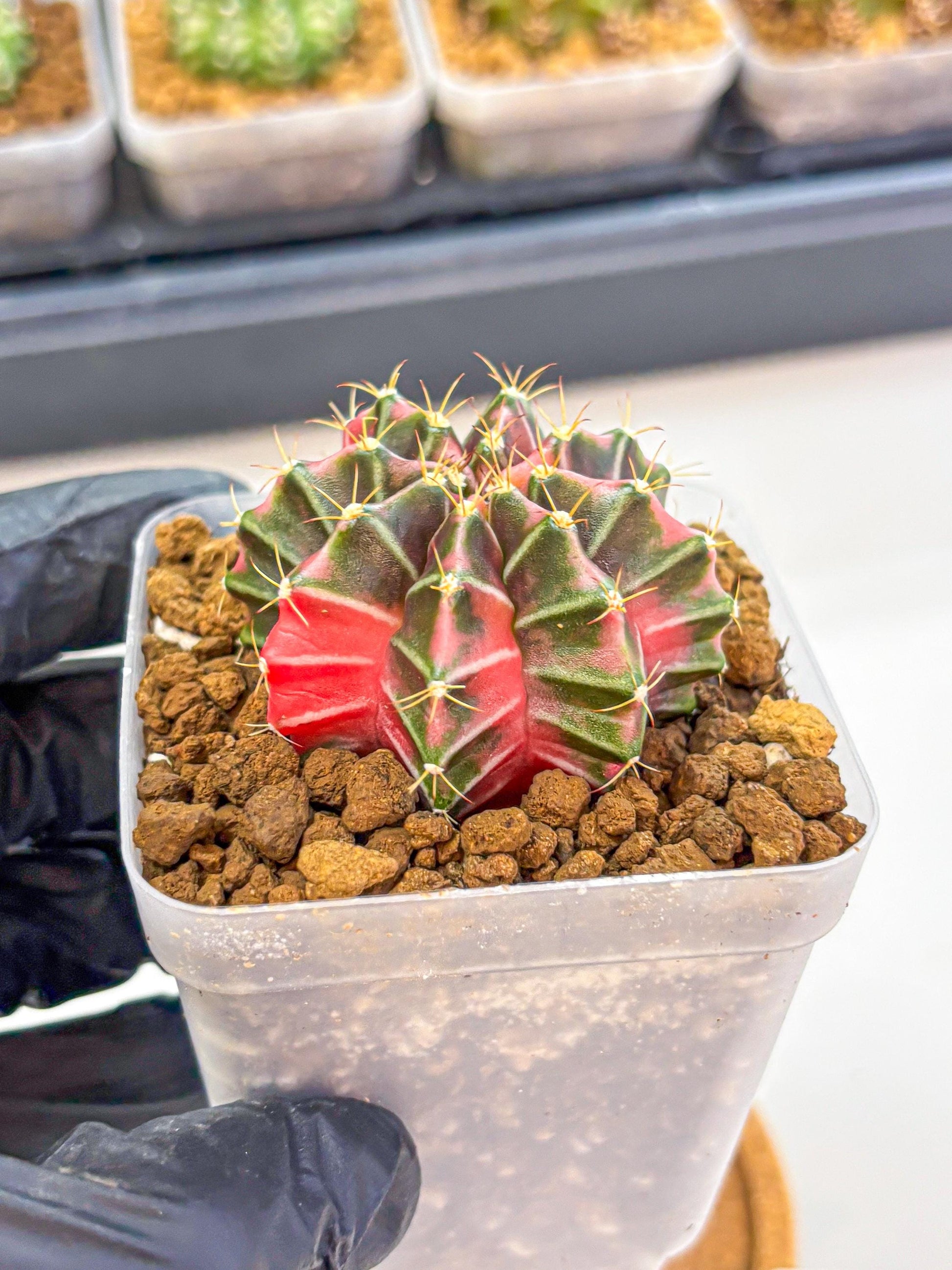 Gymnocalycium Pink Lullaby (gy18) (13) | Collectable Plant