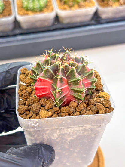 Gymnocalycium Pink Lullaby (gy18) (13) | Collectable Plant