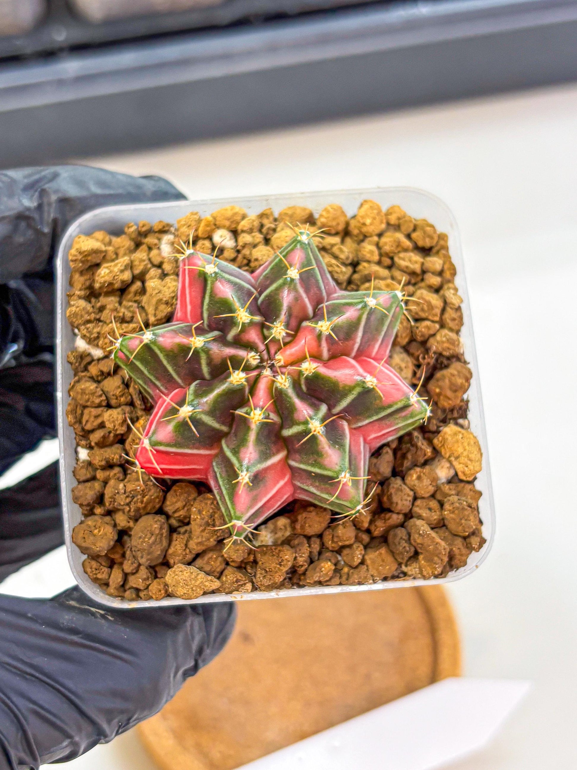 Gymnocalycium Pink Lullaby (gy18) (13) | Collectable Plant