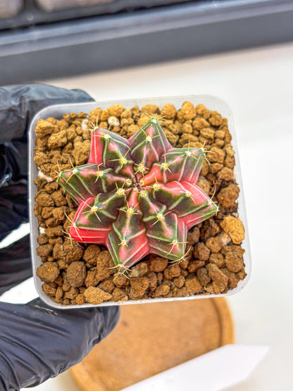 Gymnocalycium Pink Lullaby (gy18) (13) | Collectable Plant