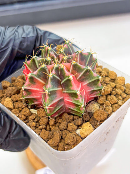 Gymnocalycium Pink Lullaby (gy18) (13) | Collectable Plant