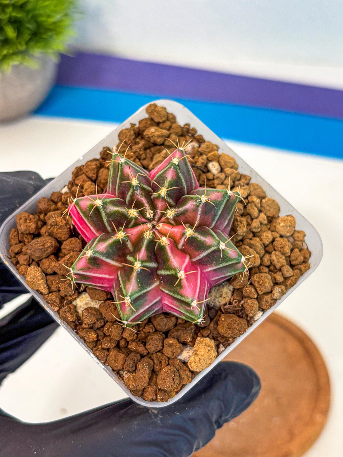 Gymnocalycium Pink Lullaby (gy18) (13) | Collectable Plant
