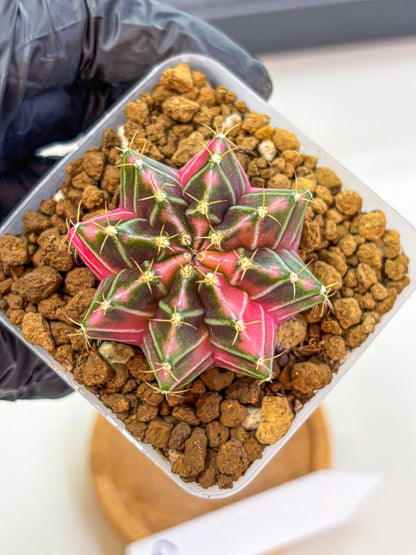 Gymnocalycium Pink Lullaby (gy18) (13) | Collectable Plant