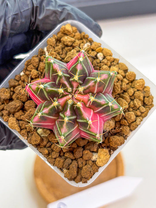 Gymnocalycium Pink Lullaby (gy18) (13) | Collectable Plant