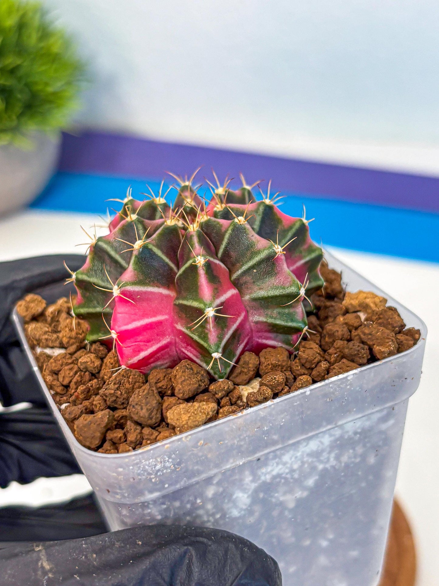 Gymnocalycium Pink Lullaby (gy18) (13) | Collectable Plant