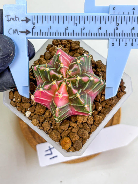Gymnocalycium Pink Lullaby (gy18) (14) | Collectable Plant