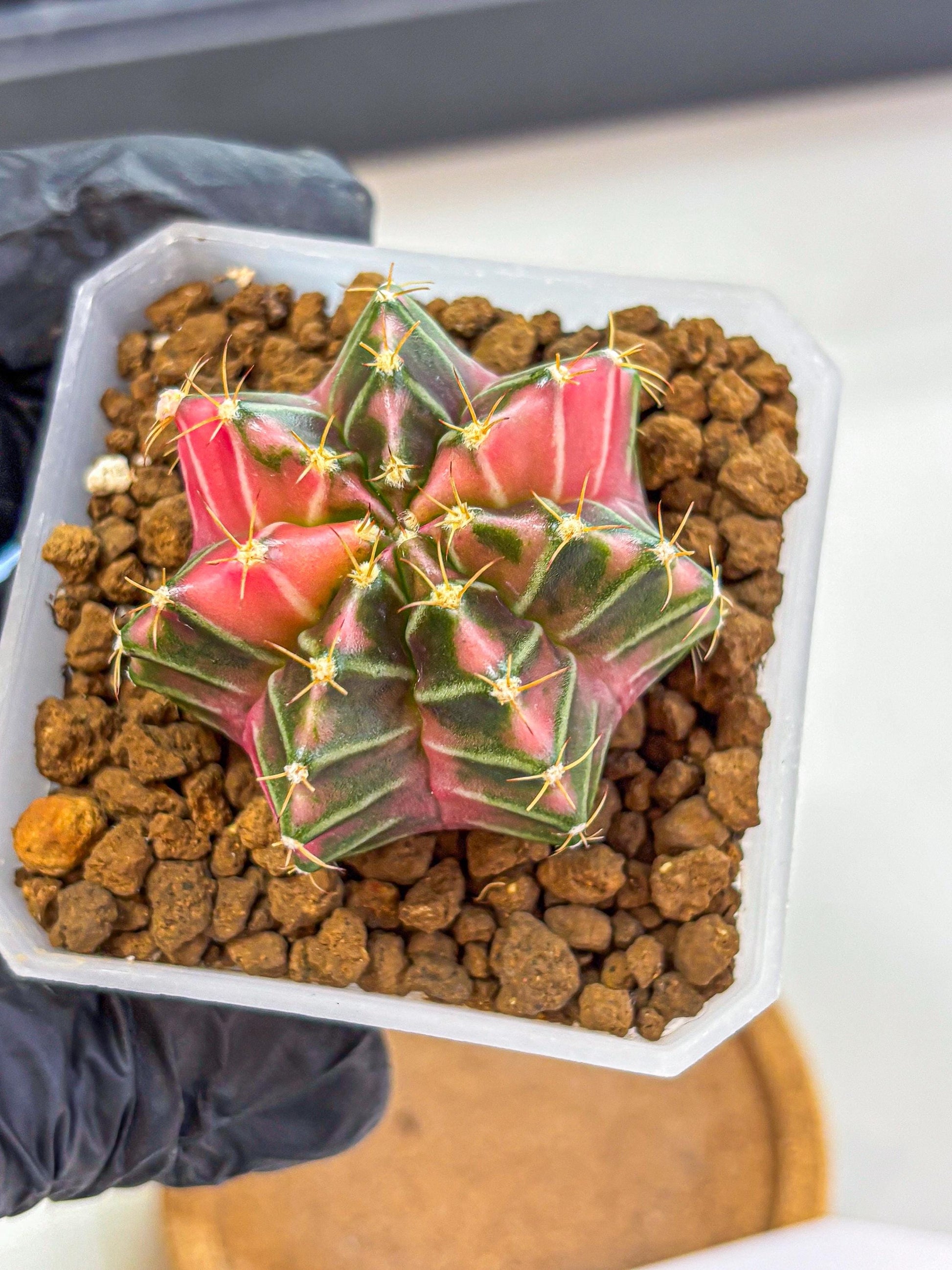 Gymnocalycium Pink Lullaby (gy18) (14) | Collectable Plant