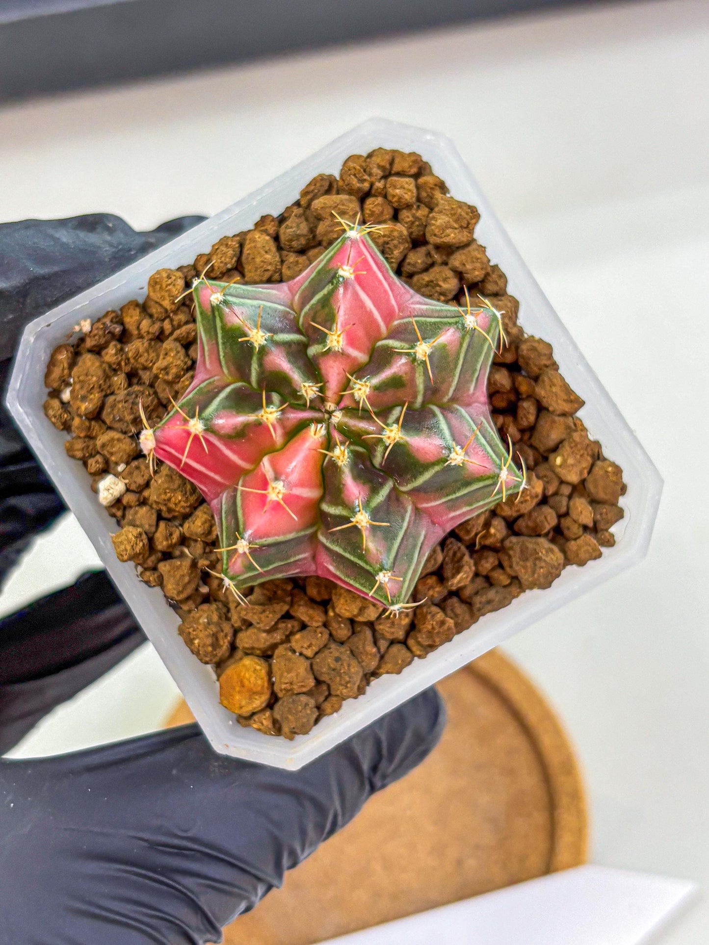 Gymnocalycium Pink Lullaby (gy18) (14) | Collectable Plant