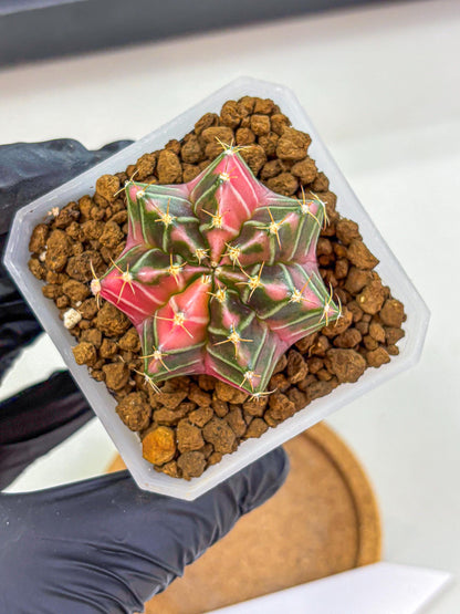 Gymnocalycium Pink Lullaby (gy18) (14) | Collectable Plant