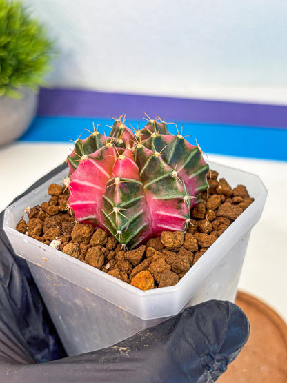 Gymnocalycium Pink Lullaby (gy18) (14) | Collectable Plant
