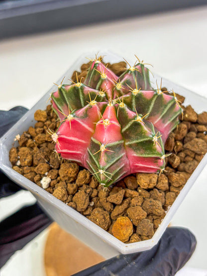 Gymnocalycium Pink Lullaby (gy18) (14) | Collectable Plant