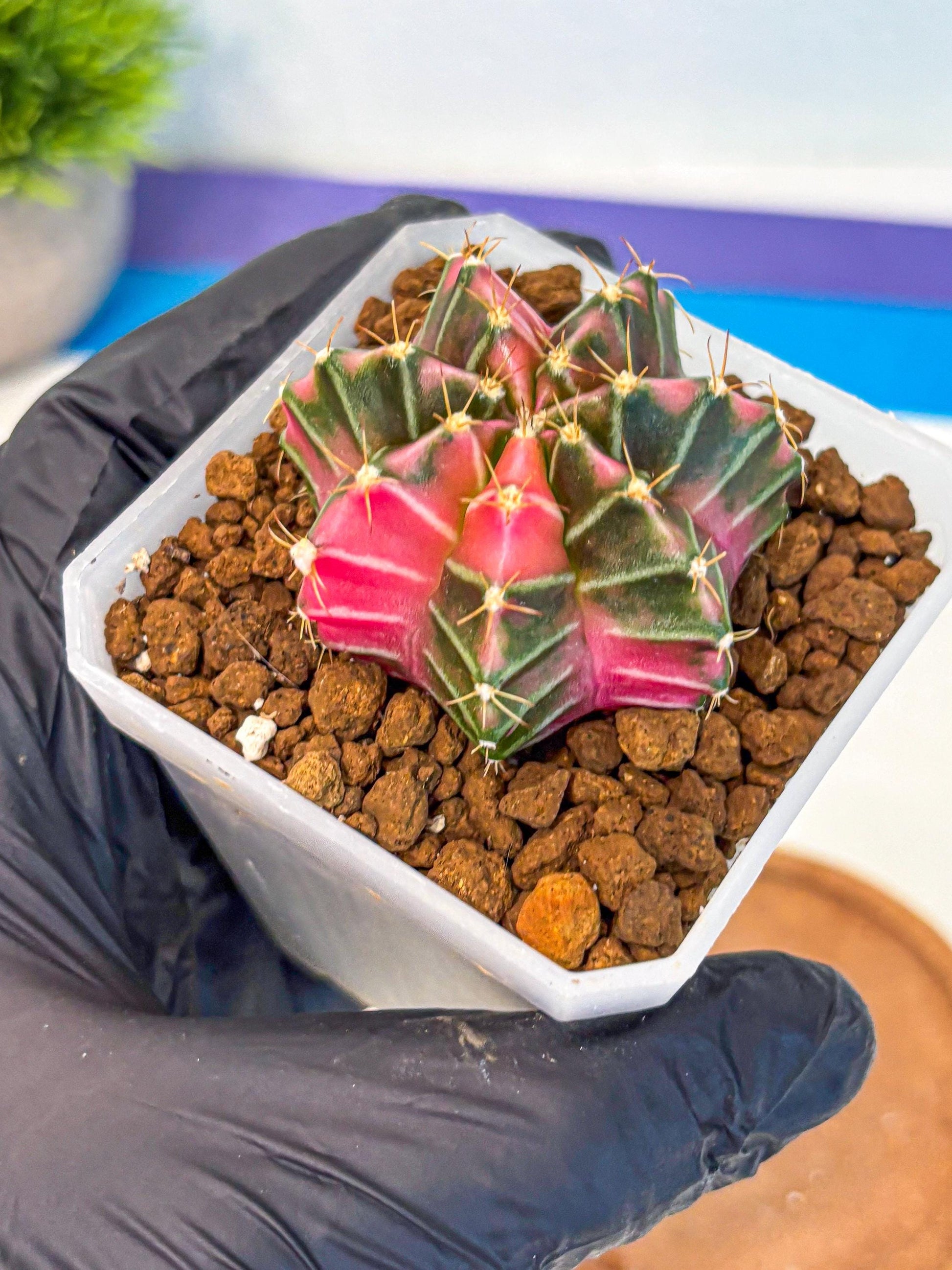 Gymnocalycium Pink Lullaby (gy18) (14) | Collectable Plant