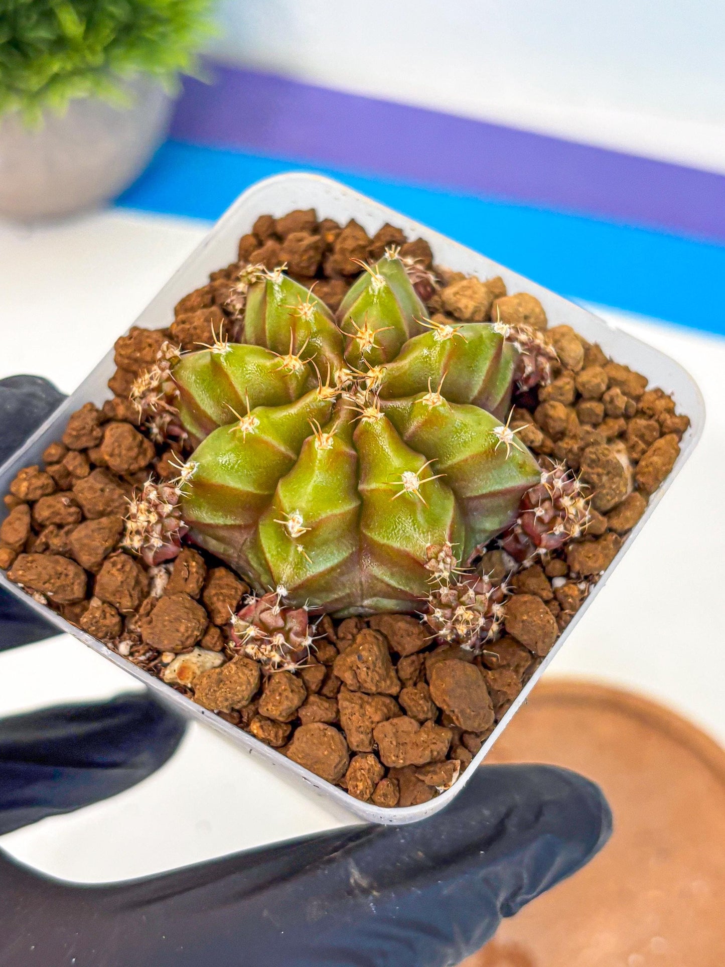 Gymnocalycium Peanut Butter (gy18) (15) | Collectable Plant