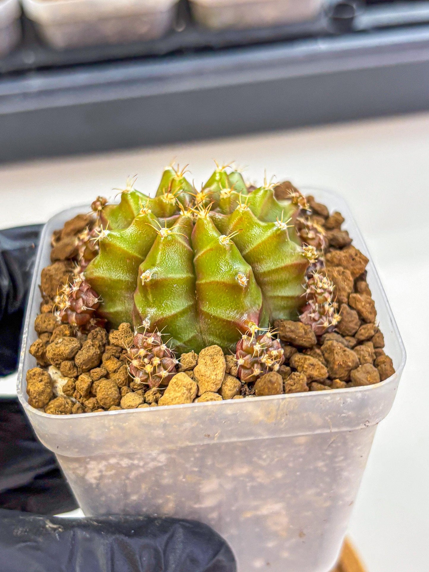 Gymnocalycium Peanut Butter (gy18) (15) | Collectable Plant