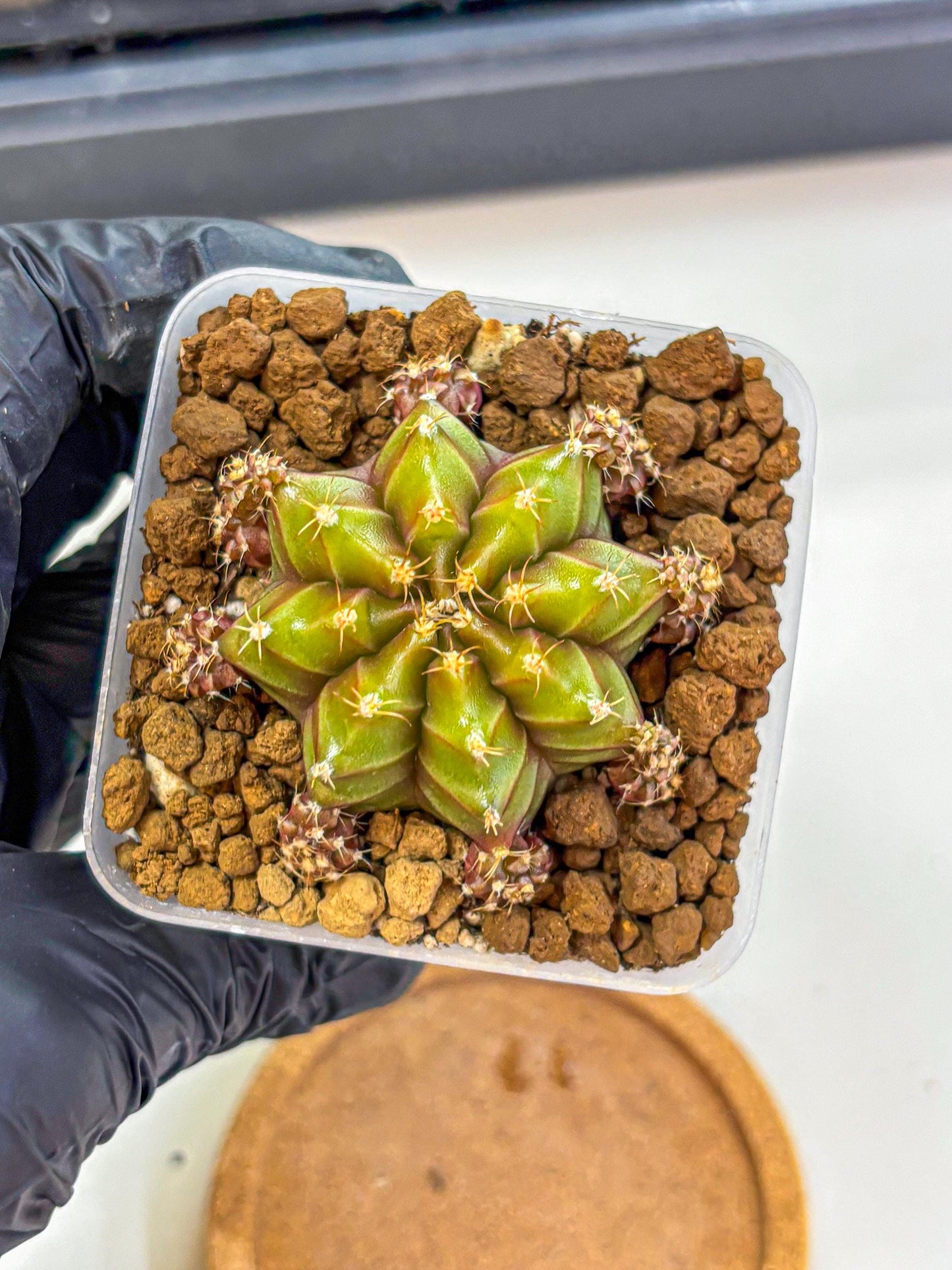 Gymnocalycium Peanut Butter (gy18) (15) | Collectable Plant