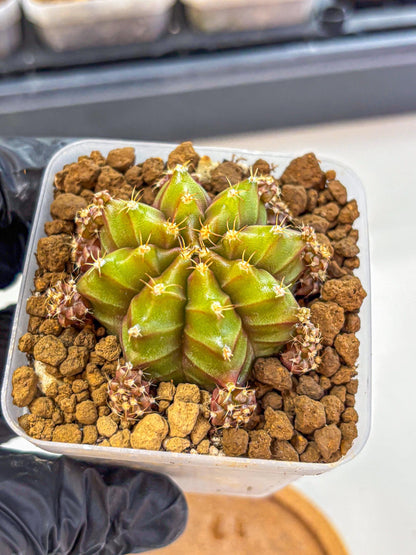Gymnocalycium Peanut Butter (gy18) (15) | Collectable Plant