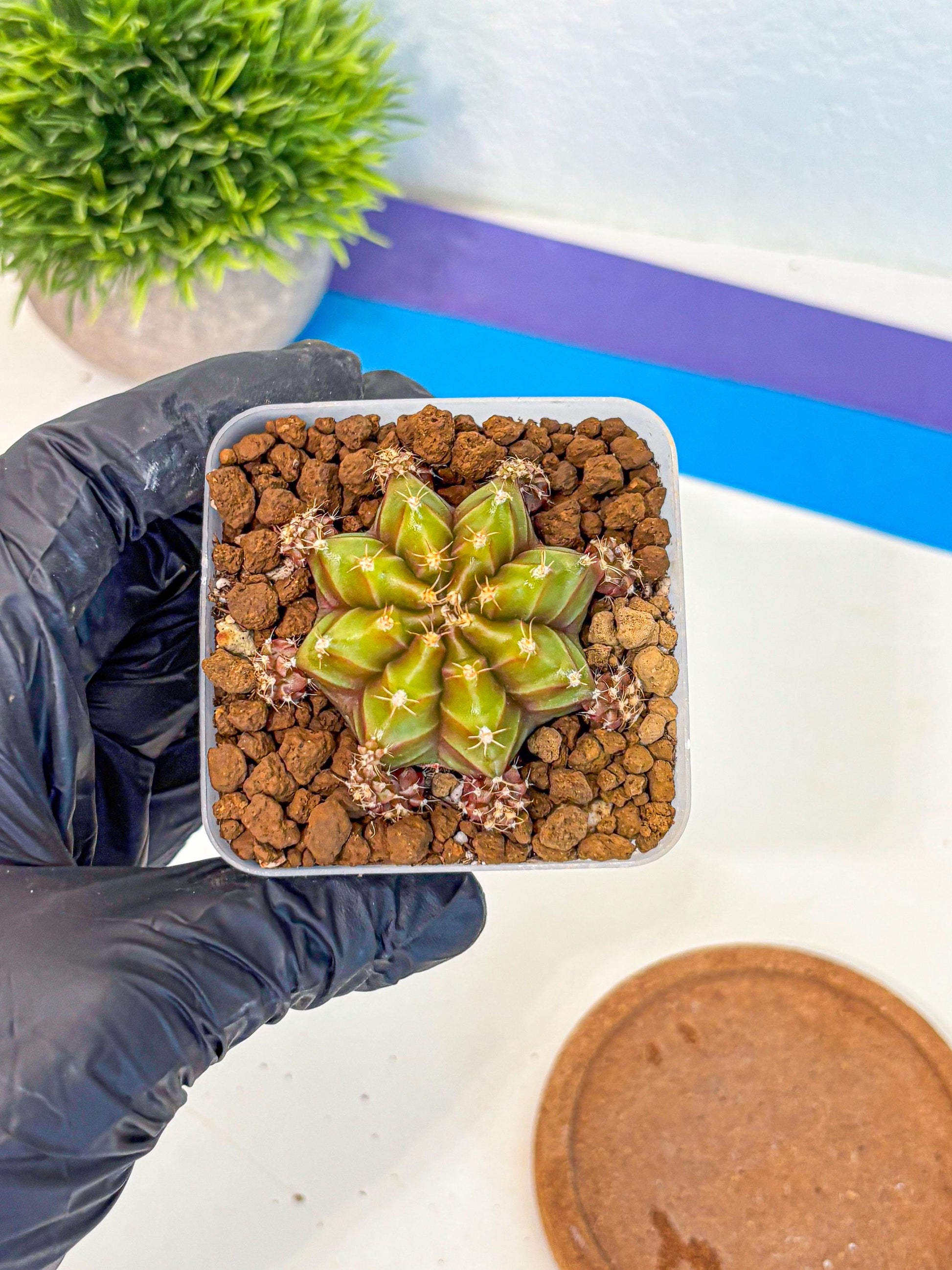 Gymnocalycium Peanut Butter (gy18) (15) | Collectable Plant