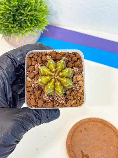 Gymnocalycium Peanut Butter (gy18) (15) | Collectable Plant