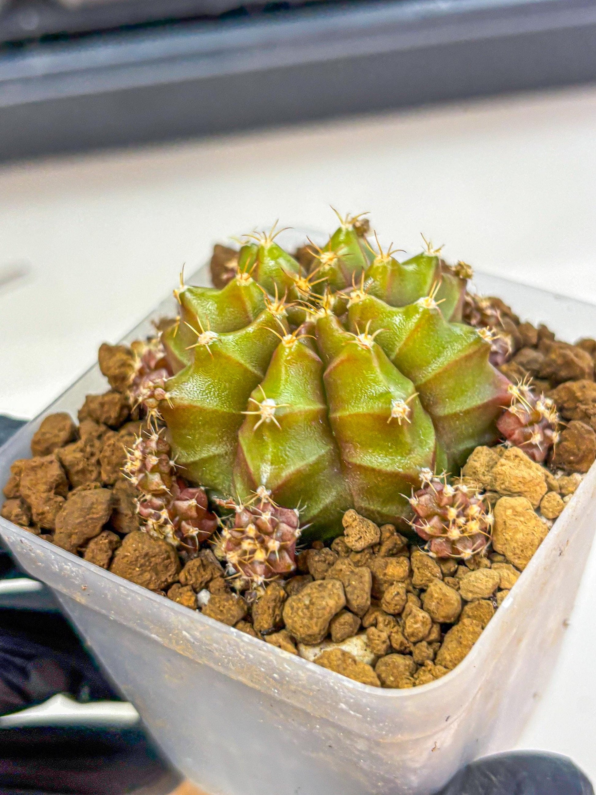 Gymnocalycium Peanut Butter (gy18) (15) | Collectable Plant