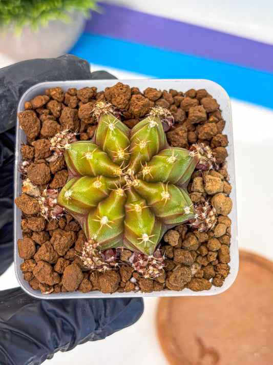 Gymnocalycium Peanut Butter (gy18) (15) | Collectable Plant