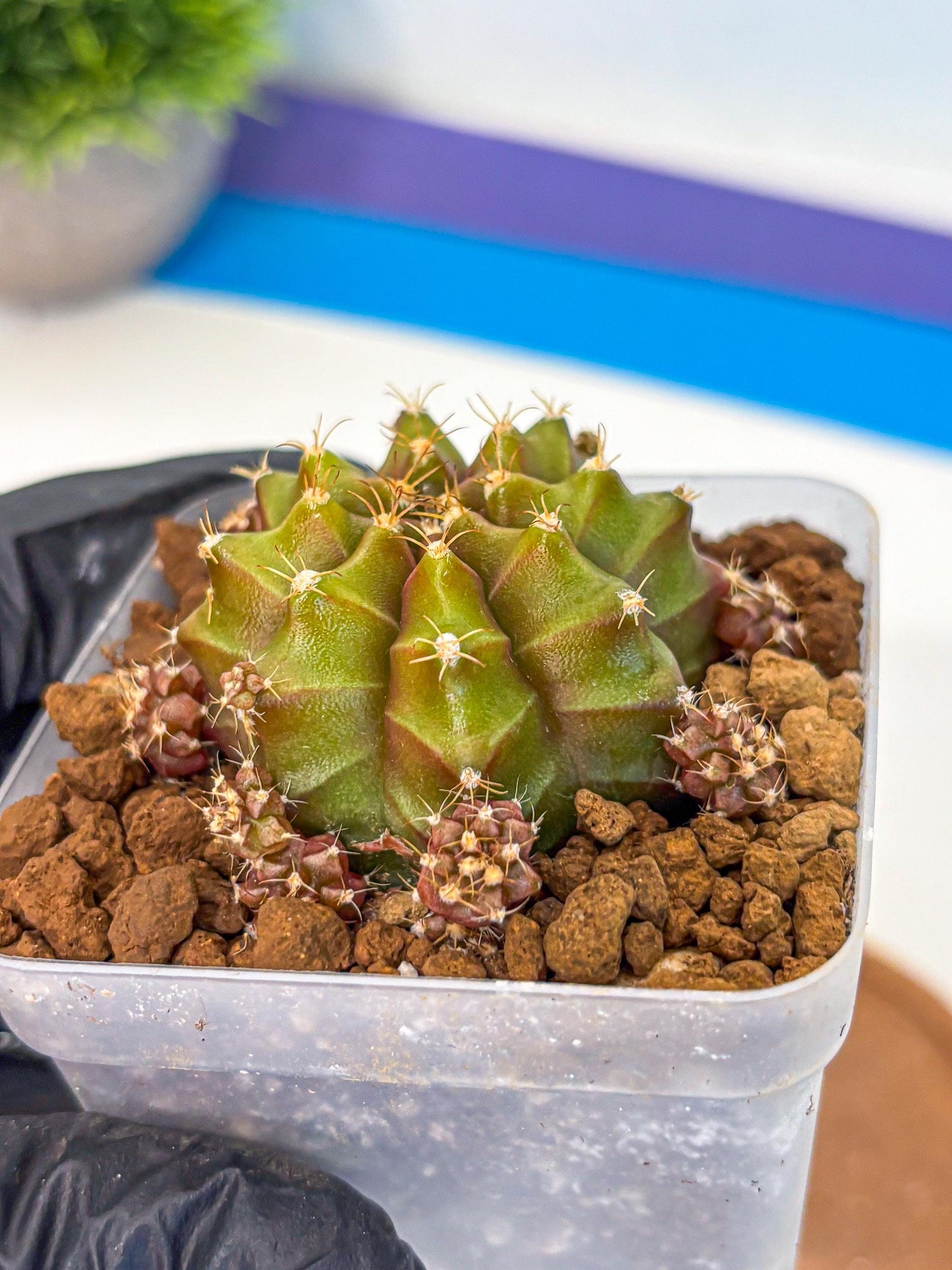 Gymnocalycium Peanut Butter (gy18) (15) | Collectable Plant