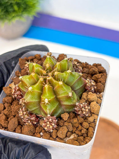 Gymnocalycium Peanut Butter (gy18) (15) | Collectable Plant